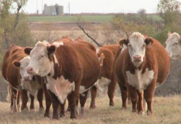 Area ranches were highlighted in the Fall Ranch Tour Nov. 20. Pictured are cattle at the 6 Mile Herefords' new sale facility in El Reno during the Fall Ranch Tour. Photo / Carol Mowdy Bond